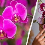Ako presadiť orchideu do nového kvetináča: užitočné tipy