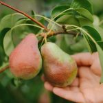 Ako správne orezávať hrušky, aby ste získali obrovskú úrodu: tipy