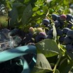 Čučoriedky vydržia každý mráz: záhradník odhalil hlavné tajomstvá jesennej starostlivosti