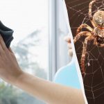 Jeden výrobok čistí okná do lesku a zbavuje pavúkov: nezvyčajný