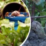 Jednoduchá akcia v auguste: záhradník sa podelil o to, ako