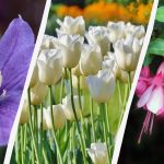 Odborník vymenúva 7 rastlín, ktoré sa oplatí vysadiť v záhrade