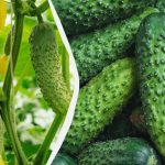 Uhorky vydržia až do mrazov: ktoré odrody možno vysievať v