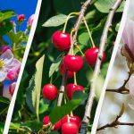 Záhradníci vymenovali 8 stromov, ktoré by sa na jeseň nemali