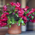 Ako chovať vianočný stromček: záhradníci odhaľujú 3 jednoduché metódy