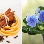 Ako dosiahnuť, aby aj „tyčinka“ rozkvitla: osvedčené trojzložkové hnojivo