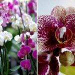 Ako dosiahnuť, aby orchidey, muškáty a fialky kvitli 365 dní