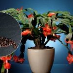 Ako kŕmiť kávu dekabrista: prírodné hnojivo urobí na Vianoce zázrak