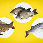 Ako pochopiť, že ryba je čerstvá: lekár povedal, čomu venovať