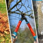 Ako pripraviť záhradu na zimu: sedem jesenných chýb, ktoré môžu