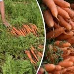 Ako zistiť, kedy je mrkva zrelá – najlepšie dni na
