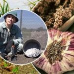 Cesnak rastie ako kvasinky: ako pripraviť záhony na jeseň