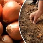 Cibuľa rastie niekoľkokrát lepšie: záhradník odhalil jednoduchú metódu výsadby pod