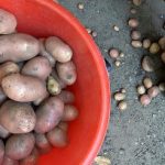 Čo robiť s malými zemiakmi: päť užitočných metód