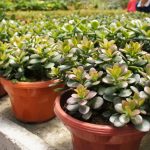 Čo strom peňazí nemá rád: záhradníci povedali, ako sa starať