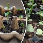 Čo zasiať v januári na sadenice: rosa bude najsilnejšia