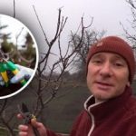 December je čas na záhradnú chirurgiu: prečo je zimné prerezávanie