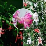 Decembrové kvety budú kvitnúť na Vianoce: tajomstvo nespočíva v kŕmení,