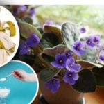 Fialky sa „prebudia“ aj v zime: jednoduché domáce hnojenie bez