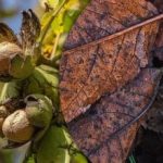 Hnojivo alebo škoda: čo robiť s opadaným orechovým lístím na