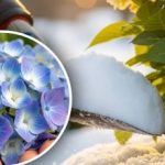 Hortenzie "neodpustí": aká zimná manipulácia môže "zabiť" púčiky Hortenzie „neodpustí“: aká zimná manipulácia môže „zabiť“ púčiky