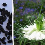 Japonskí vedci vysledovali, ako čierna rasca ovplyvňuje zdravie srdca