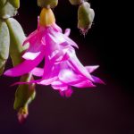 Kde je najlepšie miesto na pestovanie vianočného stromčeka: odborník pomenoval