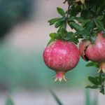 Ktoré ovocné stromy možno pestovať v interiéri: záhradníci pomenovali 9