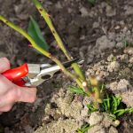 Ktoré rastliny by sa mali vždy prerezávať v decembri: záhradníci