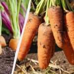 Mrkva bude veľká aj bez hnojiva: musia byť splnené len
