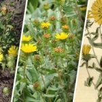 Na Ukrajine sa šíri nebezpečná rastlina: čo o nej vieme