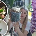 Nie všetky kvetináče sú vhodné: odborník povedal, kde by ste