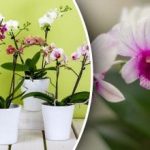 Orchidey budú na jar bujne kvitnúť: čo musíte urobiť teraz Orchidey budú na jar bujne kvitnúť: čo musíte urobiť teraz