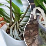 Orchidey sa chaoticky rozrastajú – jednoduchá metóda na skrotenie „unikajúcich“