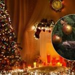 Pokazte si dovolenku: kam neumiestňovať vianočný stromček