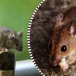 Potkany a myši sa rozptýlia a navždy zmiznú, ak im