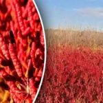 Pri Odese sa našla unikátna rastlina, ktorá sa podáva v