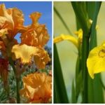 Príroda všetkých prekvapila: uprostred zimy náhle rozkvitol letný kvet