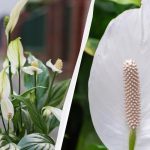 Spathiphyllum bude hojne kvitnúť, ak túto dôležitú zložku pridáte do