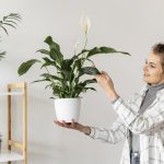 Spathiphyllum bude kvitnúť a rásť roky: ako a kedy ho správne presadiť Spathiphyllum bude kvitnúť a rásť roky: ako a kedy ho
