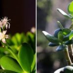 Strom peňazí bude kvitnúť po celý rok: tajné hnojivo pre