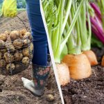 Týchto 7 rastlín nemôžete vysadiť po zemiakoch v nasledujúcom roku: