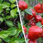 Týchto 7 rastlín sa teraz vysieva na sadenice: je potrebné