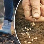 Úroda nezlyhá: záhradník oznámil najlepší čas na výsadbu mrkvy v