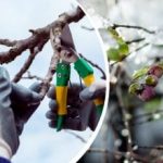 Záhrada potrebuje starostlivosť aj v zime: ktorých 8 rastlín by