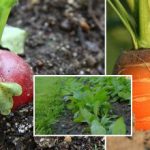 Zeleninová záhrada v septembri: čo zasiať, aby ste si mohli