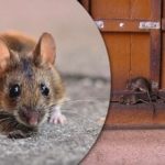 Skutočný šok pre hlodavce: jedna jednoduchá prísada okamžite "vyženie" myši Skutočný šok pre hlodavce: jedna jednoduchá prísada okamžite „vyženie“ myši