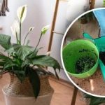 Tajomstvo "ženského šťastia": ako transplantovať spathiphyllum, aby opäť kvitlo Tajomstvo „ženského šťastia“: ako transplantovať spathiphyllum, aby opäť kvitlo